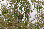 standing Wildcat