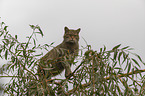 standing Wildcat