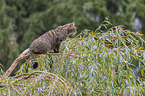 sitting Wildcat