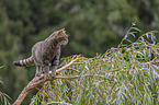 standing Wildcat