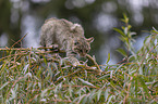 walking Wildcat