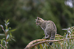 sitting Wildcat