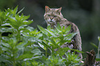 sitting Cat