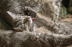 lying Cats