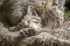 lying Cats