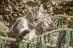 lying Cats
