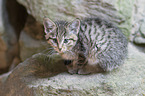 Wildcat