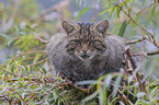 Wildcat on the tree