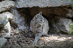 wildcat