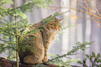 wildcat