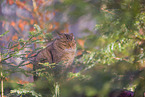 wildcat
