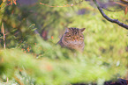 wildcat