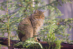 wildcat