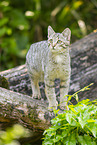 wildcat