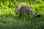 wildcat
