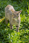 wildcat