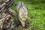 wildcat
