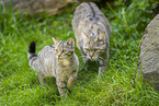 wildcat