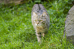 wildcat