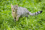 wildcat
