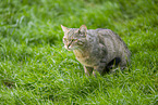 wildcat