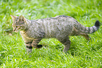 wildcat