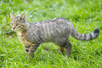 wildcat