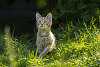 wildcat