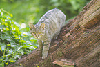 wildcat