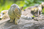 wildcat