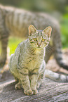 wildcat