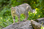 wildcat