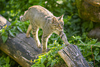 wildcat