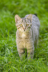 wildcat