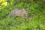 wildcat
