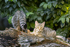 wildcat