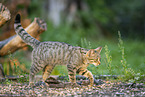 wildcat