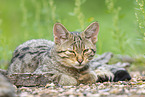 wildcat