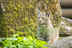 wildcat