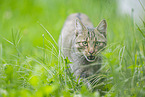 wildcat