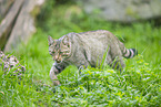 wildcat