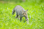 wildcat