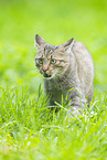 wildcat