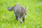 wildcat
