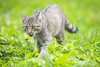 wildcat