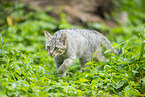 wildcat