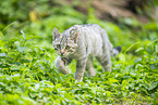 wildcat