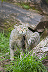 wildcat