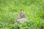 wildcat