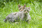 wildcat